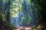 Sun Rays in the Forest, Ranthambore National Park