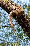 Bengal Monitor Lizard (Varanus Bengalensis)