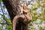 Bengal Monitor Lizard (Varanus Bengalensis)