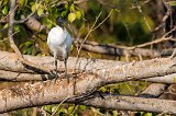 Black-Headed Ibis (Threskiornis Melanocephalus)