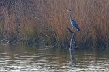 Gray Heron (Ardea Cinerea)