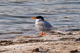 Indian River Tern (Sterna Aurantia)