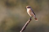 Siberian Stonechat (Saxicola Maurus Indicus)