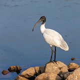 Black-Headed Ibis (Threskiornis Melanocephalus)