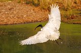 Black-Headed Ibis (Threskiornis Melanocephalus) in Flight