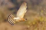 Indian Shikra (Tachyspiza Badia Dussumieri) in Flight