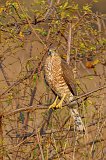 Indian Shikra (Tachyspiza Badia Dussumieri)