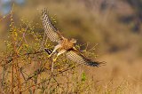 Indian Shikra (Tachyspiza Badia Dussumieri) in Flight