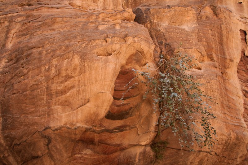 Petra - The Siq | Jordan - Petra (IMG_7715.jpg)