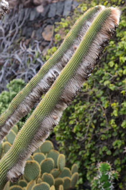 Cactus Garden, Guatiza, Lanzarote | Cactus Garden (Jardín de Cactus), Guatiza, Lanzarote (IMG_3462.jpg)