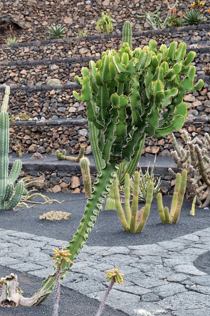 Jardín de Cactus, Guatiza, Lanzarote | Cactus Garden (Jardín de Cactus), Guatiza, Lanzarote (IMG_3480.jpg)
