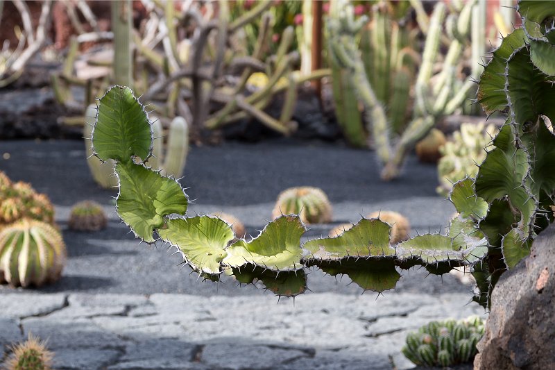 Jardín de Cactus, Guatiza, Lanzarote | Cactus Garden (Jardín de Cactus), Guatiza, Lanzarote (IMG_3502.jpg)