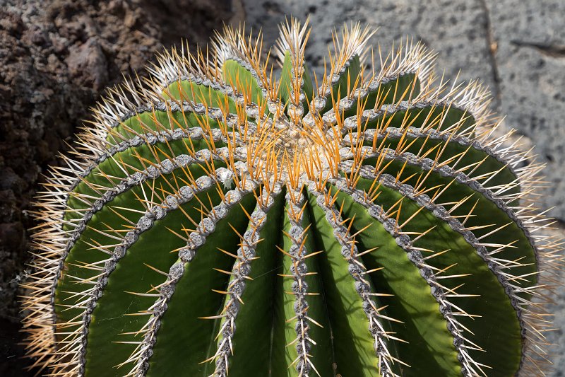 Jardín de Cactus, Guatiza, Lanzarote | Cactus Garden (Jardín de Cactus), Guatiza, Lanzarote (IMG_3538.jpg)