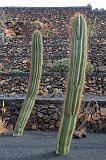 Jardín de Cactus, Guatiza, Lanzarote