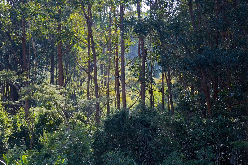 Vakôna Lemur Island, Analamazoatra Reserve, Madagascar | Madagascar - East (IMG_6297.jpg)