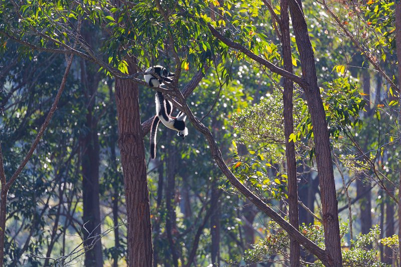 Black-and-White Ruffed Lemurs (Varecia variegata), Vakôna Lemur Island | Madagascar - East (IMG_6302.jpg)