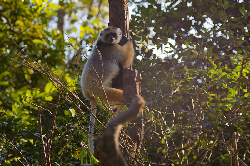 Diademed Sifaka, Vakôna Lemur Island, Andasibe-Mantadia National Park, Madagascar | Madagascar - East (IMG_6308.jpg)