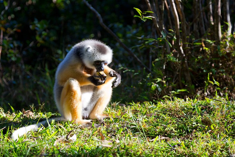 Diademed Sifaka eating a Banana, Vakôna Lemur Island, Madagascar | Madagascar - East (IMG_6319.jpg)