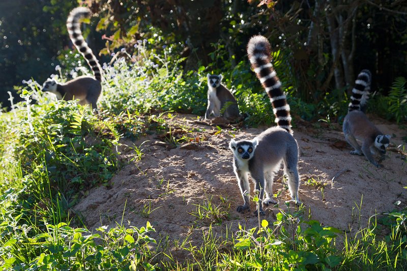 Ring-Tailed Lemurs, Vakôna Lemur Island, Andasibe-Mantadia National Park, Madagascar | Madagascar - East (IMG_6333.jpg)