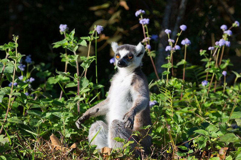 Ring-Tailed Lemur  (Lemur catta) Warming in the Sun, Vakôna Lemur Island, Madagascar | Madagascar - East (IMG_6352.jpg)