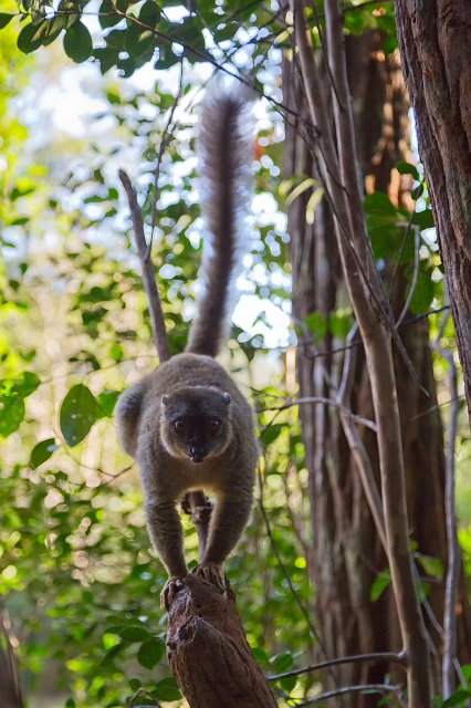 Common Brown Lemur, Vakôna Lemur Island, Andasibe-Mantadia National Park, Madagascar | Madagascar - East (IMG_6361.jpg)