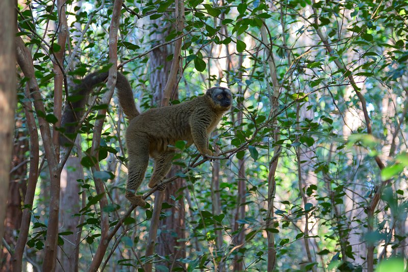 Common Brown Lemur (Eulemur Fulvus), Andasibe-Mantadia National Park, Madagascar | Madagascar - East (IMG_6373.jpg)