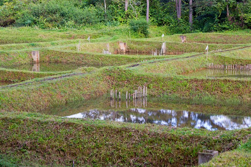 Fish Ponds, Analamazaotra National Park, Madagascar | Madagascar - East (IMG_6403.jpg)