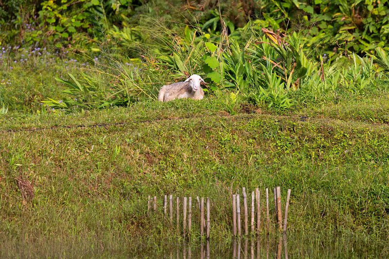 Sheep by a Fish Pond, Analamazaotra National Park, Madagascar | Madagascar - East (IMG_6408.jpg)