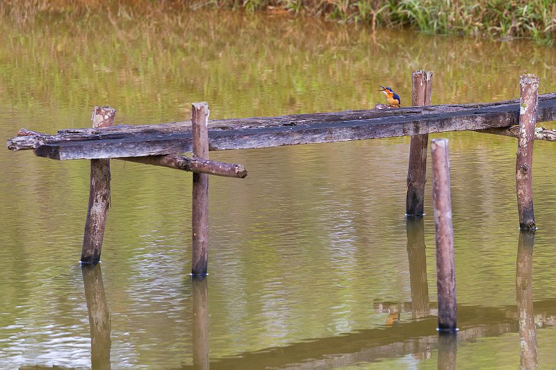 Malagasy Kingfisher, Analamazaotra National Park, Madagascar | Madagascar - East (IMG_6410.jpg)