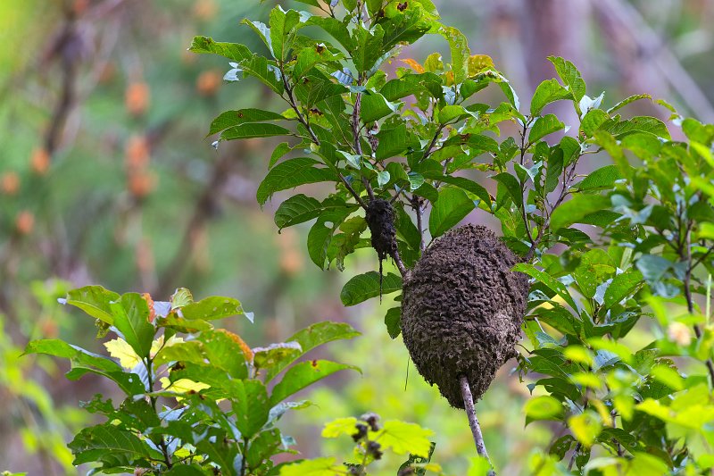 Ant Nest on Tree, Analamazaotra National Park, Madagascar | Madagascar - East (IMG_6416.jpg)