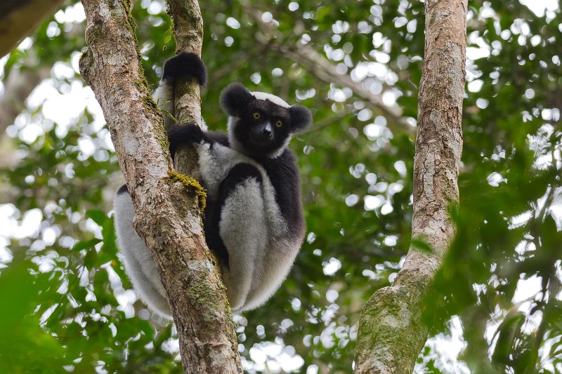 Indri, Analamazaotra National Park, Madagascar | Madagascar - East (IMG_6435.jpg)