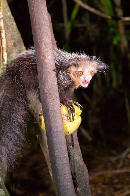 Aye-Aye, Pangalanes Canal, Madagascar | Madagascar - East (IMG_6508.jpg)