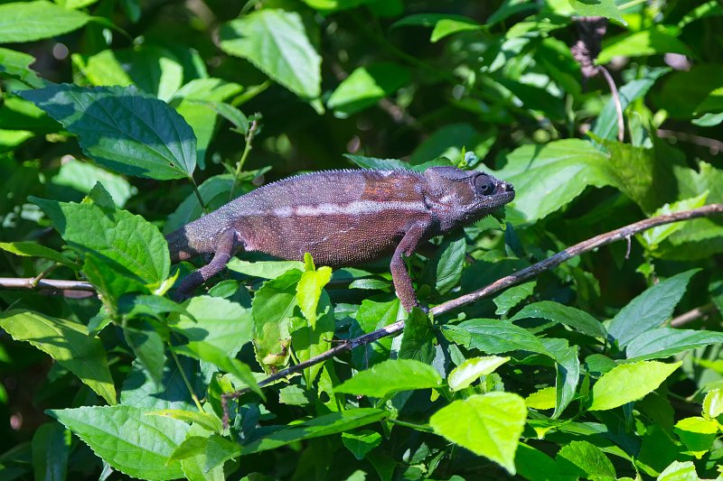 Panther Chameleon, Ankanin'Nofy Reserve, Madagascar | Madagascar - East (IMG_6564.jpg)