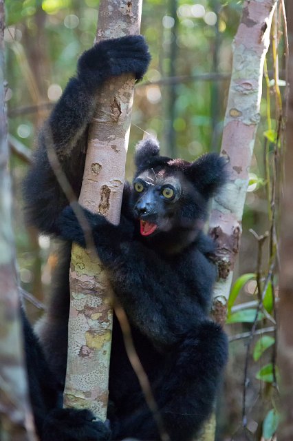 Indri, Ankanin'Nofy Reserve, Madagascar | Madagascar - East (IMG_6577.jpg)