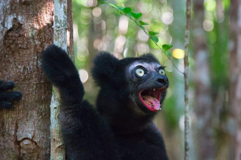 Indri, Ankanin'Nofy Reserve, Madagascar | Madagascar - East (IMG_6616.jpg)