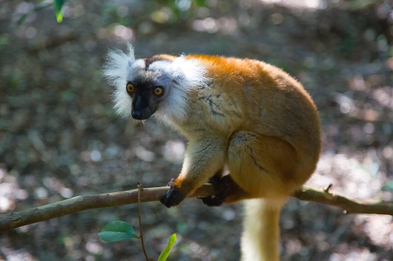 Female Black Lemur, Ankanin'Nofy Reserve, Madagascar | Madagascar - East (IMG_6640.jpg)
