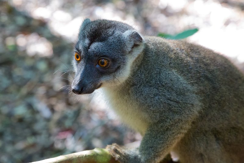 Hybrid Lemur, Ankanin'Nofy Reserve, Madagascar | Madagascar - East (IMG_6651.jpg)