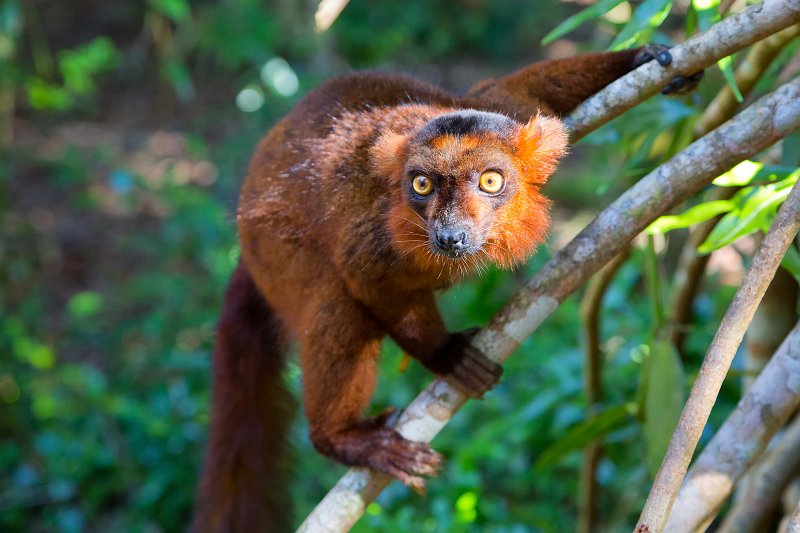 Hybrid Crowned x Black Lemur, Ankanin'Nofy Reserve, Madagascar | Madagascar - East (IMG_6663.jpg)