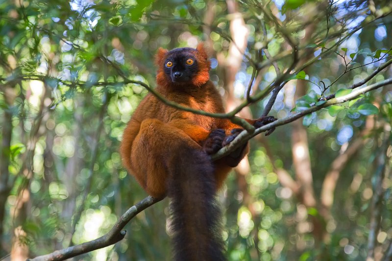 Red Ruffed Lemur, Ankanin'Nofy Reserve, Madagascar | Madagascar - East (IMG_6667.jpg)