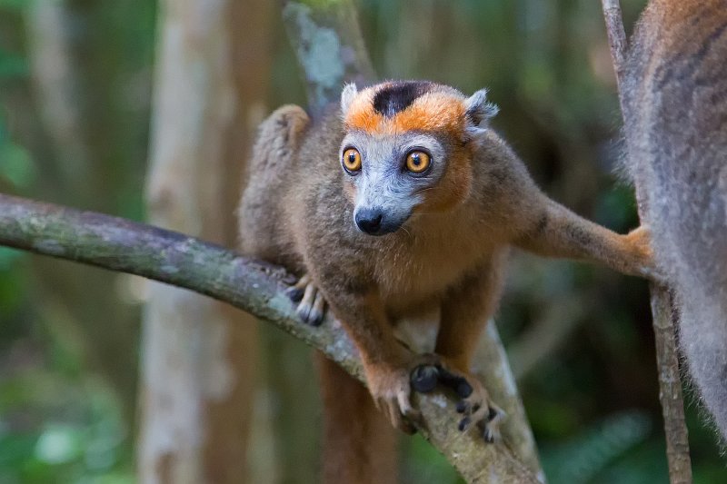 Male Crowned Lemur, Ankanin'Nofy Reserve, Madagascar | Madagascar - East (IMG_6673.jpg)