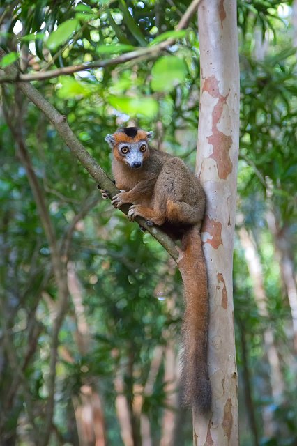 Male Crowned Lemur (Eulemur Coronatus), Ankanin'Nofy Reserve, Madagascar | Madagascar - East (IMG_6678.jpg)