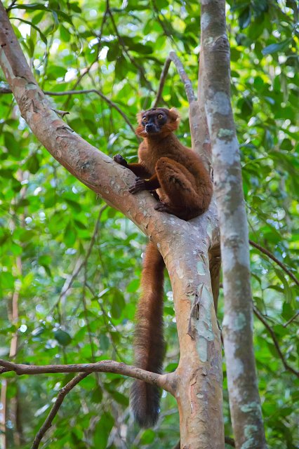 Red Ruffed Lemur (Varecia Rubra), Ankanin'Nofy Reserve, Madagascar | Madagascar - East (IMG_6696.jpg)