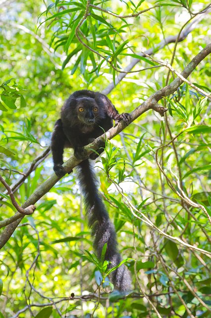 Male Black Lemur, Ankanin'Nofy Reserve, Madagascar | Madagascar - East (IMG_6703.jpg)
