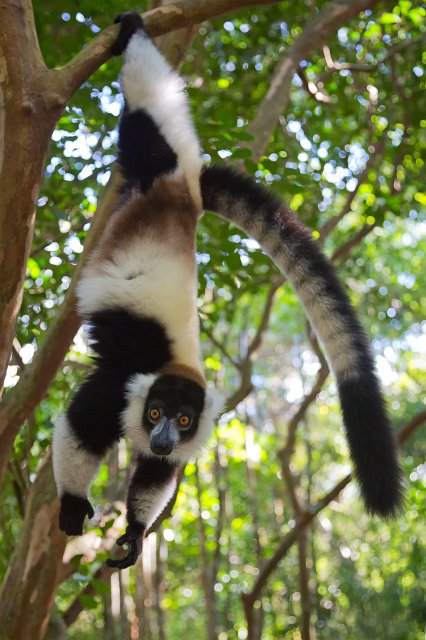 Black-and-White Ruffed Lemur, Ankanin'Nofy Reserve, Madagascar | Madagascar - East (IMG_6715.jpg)