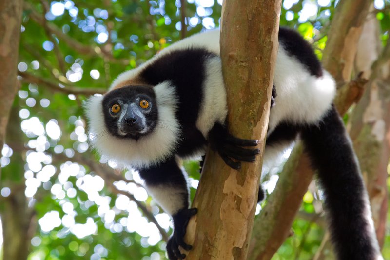Black-and-White Ruffed Lemur (Varecia Variegata), Ankanin'Nofy Reserve, Madagascar | Madagascar - East (IMG_6716.jpg)