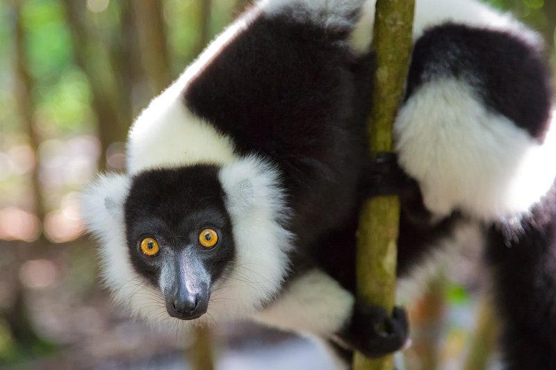 Black-and-White Ruffed Lemur, Ankanin'Nofy Reserve, Madagascar | Madagascar - East (IMG_6725.jpg)