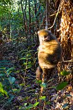Eastern Lesser Bamboo Lemur (Hapalemur griseus), Vakôna Lemur Island, Madagascar