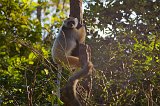 Diademed Sifaka, Vakôna Lemur Island, Andasibe-Mantadia National Park, Madagascar
