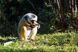 Diademed Sifaka eating a Banana, Vakôna Lemur Island, Madagascar