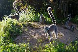 Ring-Tailed Lemurs, Vakôna Lemur Island, Andasibe-Mantadia National Park, Madagascar